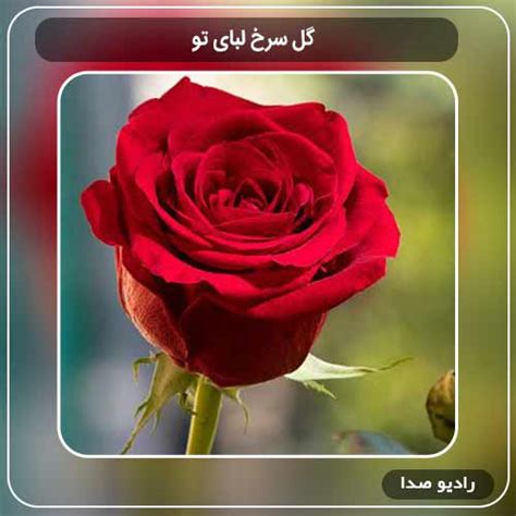 گل سرخ لبای تو یه دمنوشه